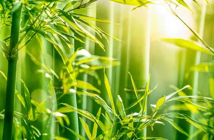 Yeşil bambu yapraklar