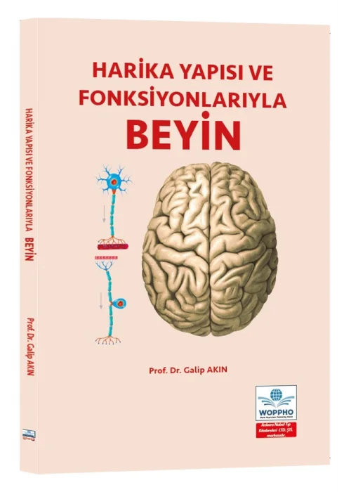 Harika Yapısı ve Fonksiyonlarıyla BEYİN