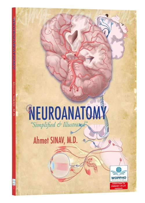 Neuroanatomy Simplified & Illustrated