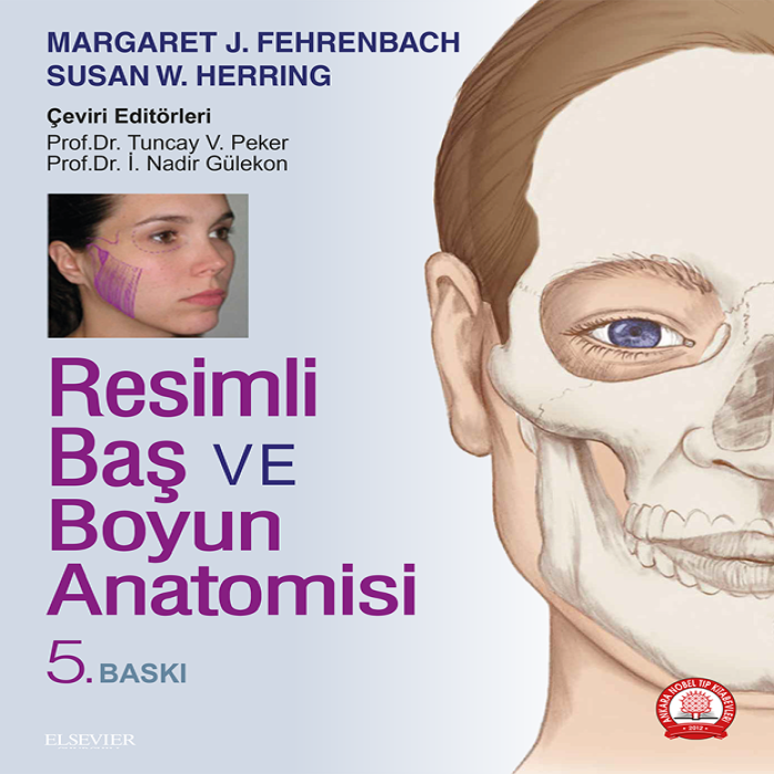 boğaz boyun anatomisi