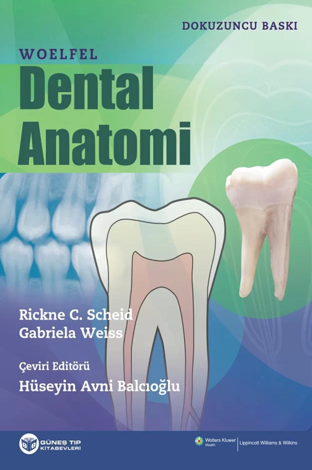Anatomi-　Dental　Woelfel　9789752777361