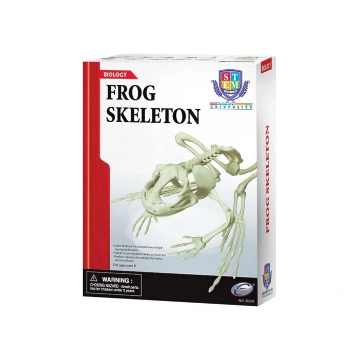 BFS  Kurbağa İskeleti Bilim Seti
