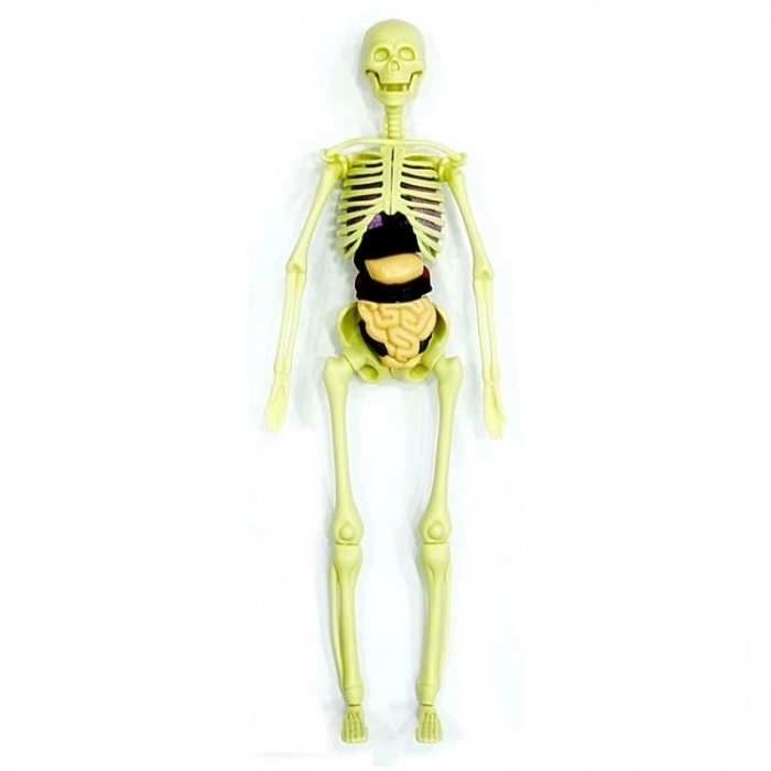 BFS   The Human Body İnsan Vücudu 3D Eğitim Seti 3302