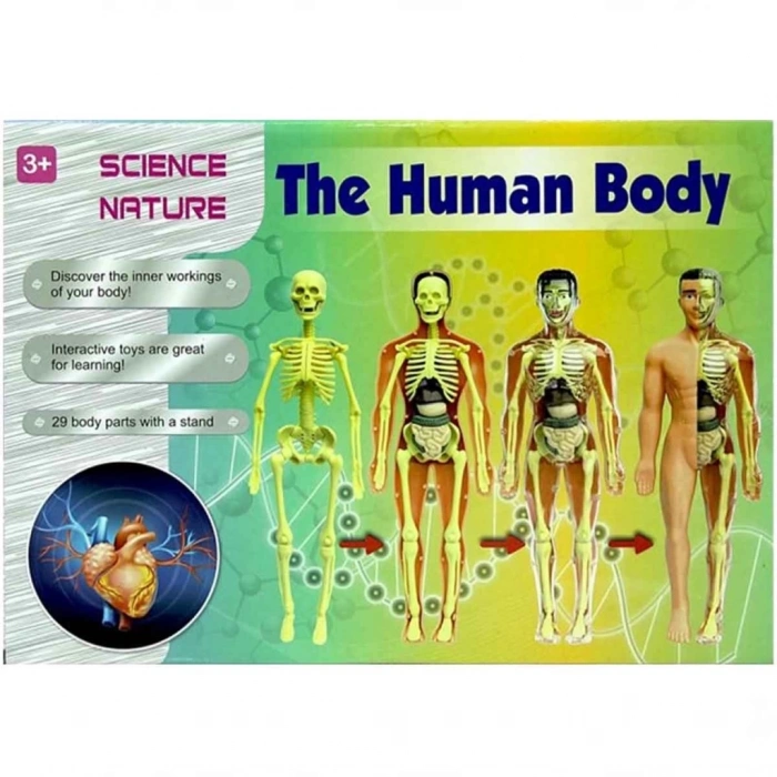 BFS   The Human Body İnsan Vücudu 3D Eğitim Seti 3302