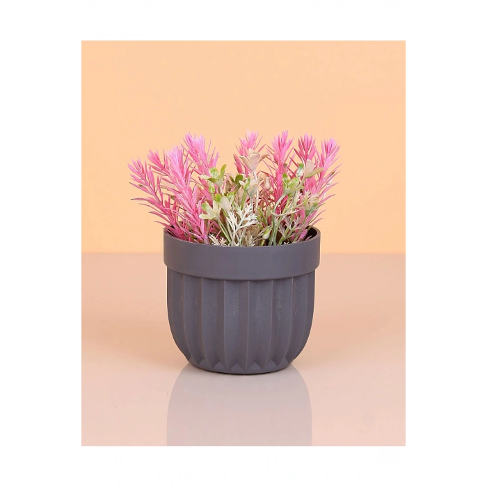 Çizgili Saksı Dikenli Çiçek Royaleks-5781