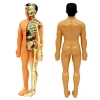 BFS   The Human Body İnsan Vücudu 3D Eğitim Seti 3302
