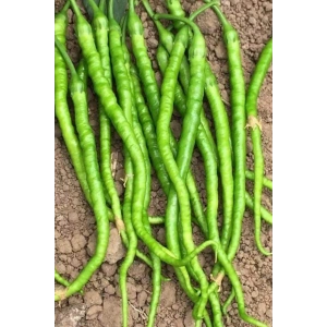 Tatlı Kıl Biber Tohumu 10 Gr