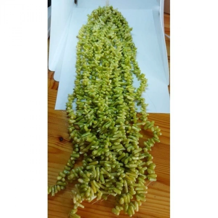 Açık Yeşil Diş Mercan