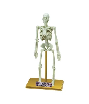 Bilim Seti : İnsan İskeleti