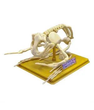 Kurbağa İskeleti Bilim Seti