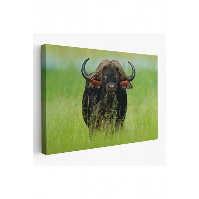 Asya Mandası Duvar Tablosu-6511