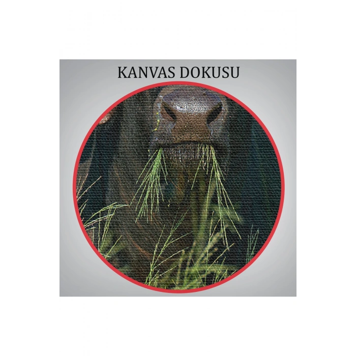 Asya Mandası Duvar Tablosu-6511