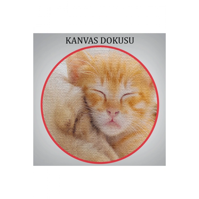 Golden Köpek İle Uyuyan Yavru Kedi Dekoratif Kanvas Tablo 1176