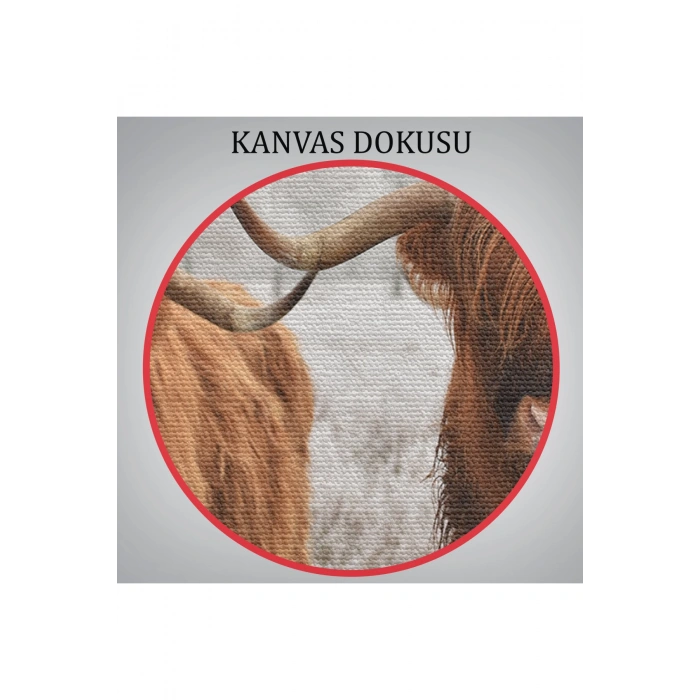 İskoçya Sığırları Dekoratif Kanvas Tablo 1150