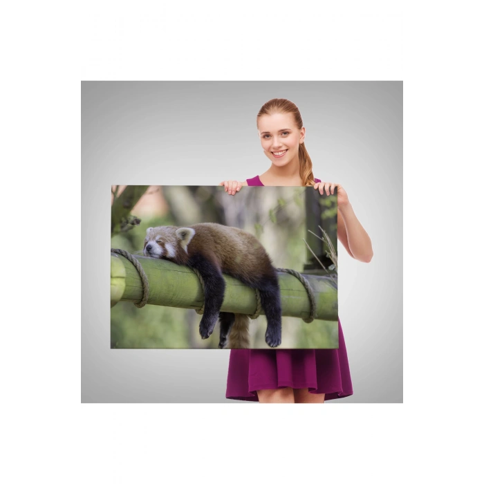 Kırmızı Panda Dekoratif Kanvas Tablo 1140