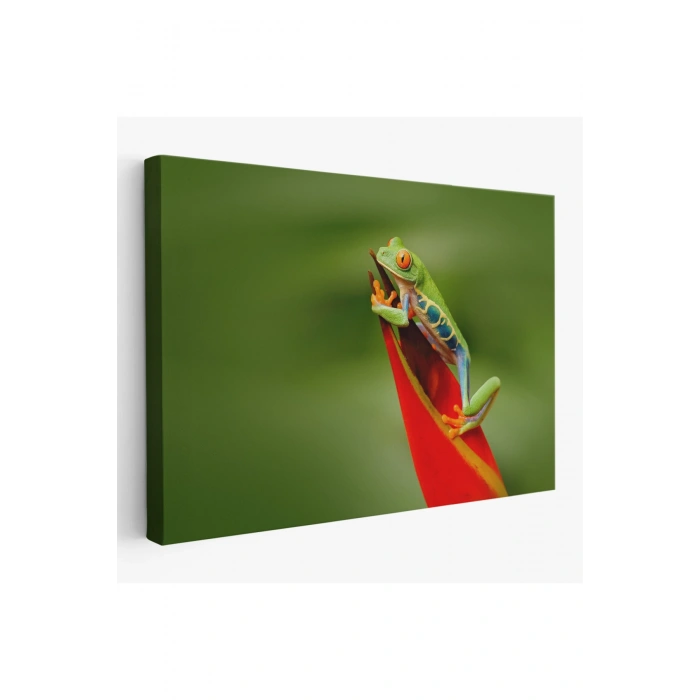 Renkli Kurbağa  Dekoratif Kanvas Tablo 1136