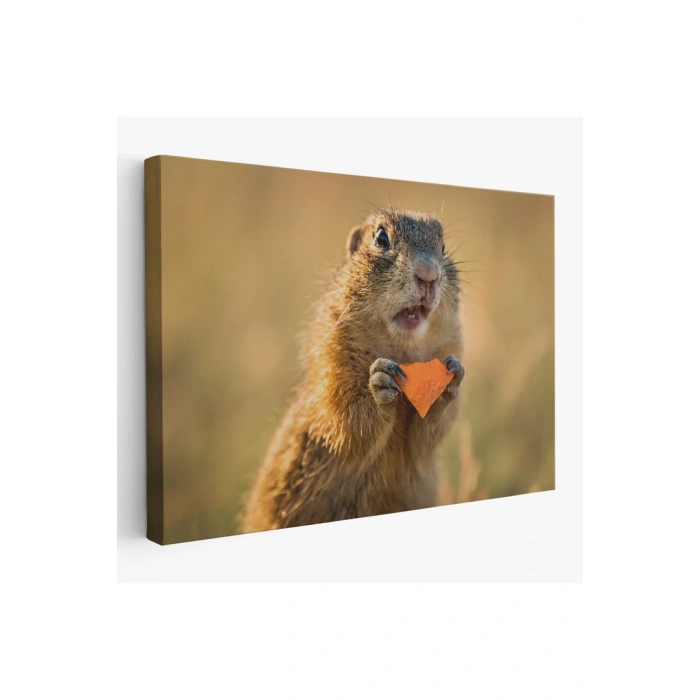 Şaşkın Sincap Dekoratif Kanvas Tablo 1158