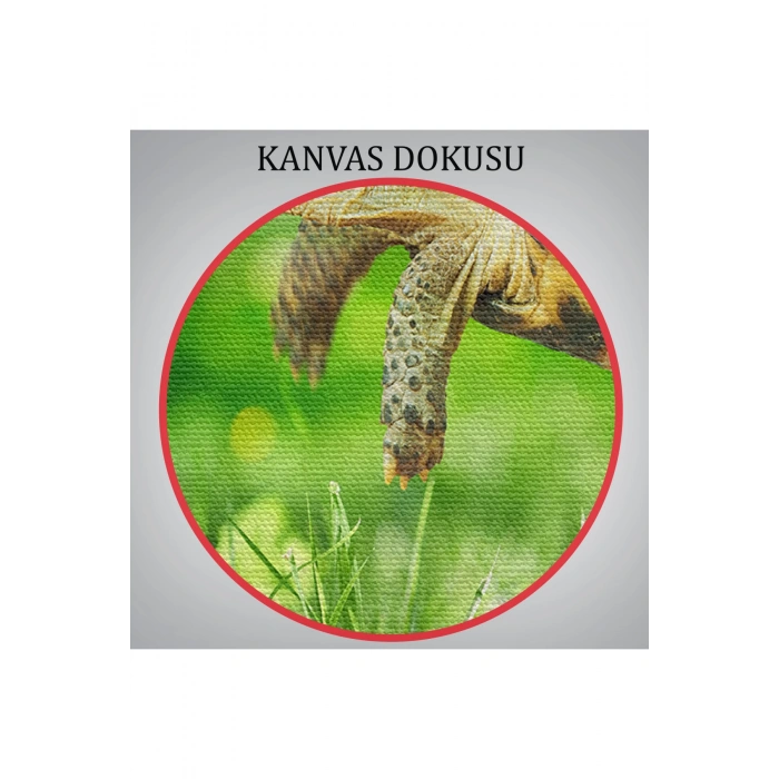 Uçan Kaplunbağa Dekoratif Kanvas Tablo 1122