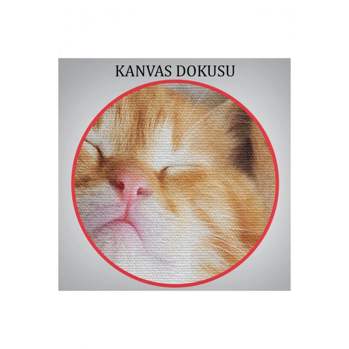 Yavru Kedi Dekoratif Kanvas Tablo 1125