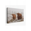İskoçya Sığırları Dekoratif Kanvas Tablo 1150
