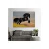Şaha Kalkmış Siyah At Tablosu-6613