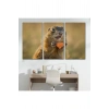 Şaşkın Sincap Dekoratif Kanvas Tablo 1158