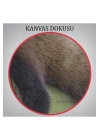 Kırmızı Panda Dekoratif Kanvas Tablo 1140