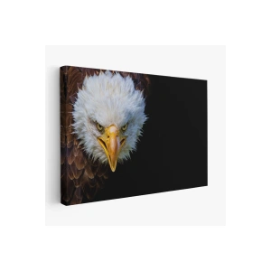 Kartal  Dekoratif Kanvas Tablo 1132