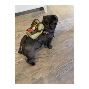 Köpek Gögüs Tasması - Köpek Sırt Çantası- Motto- Yeşil