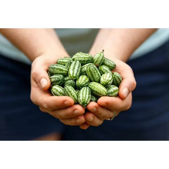 10 Adet Cüce Cucamelon (Salatalık) Tohumu