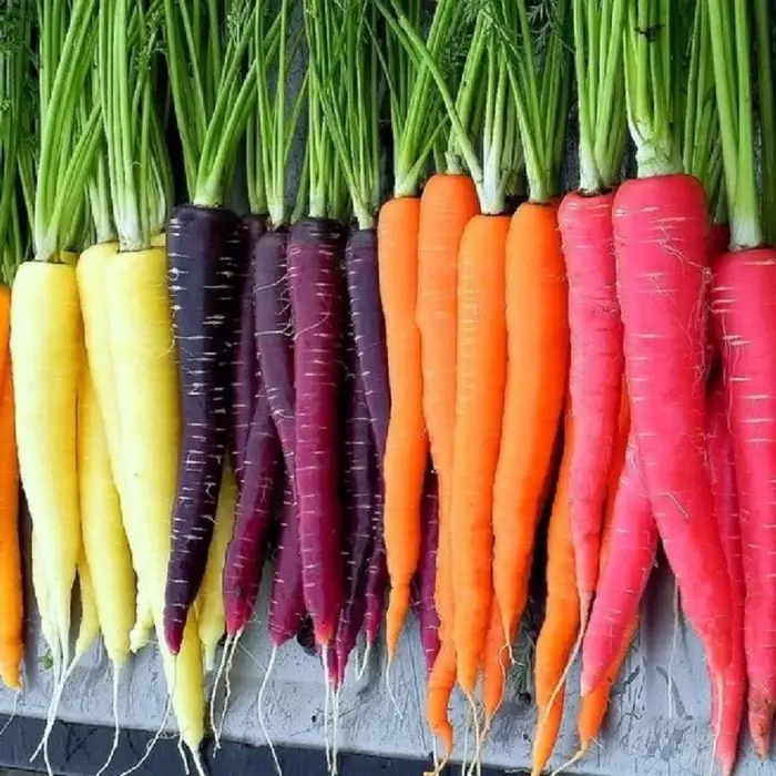 100 Adet Five Color Rainbow Havuç Tohumu
