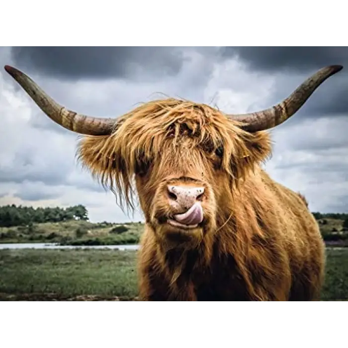 132737 300 Parçalı Puzzle Highland Cattle