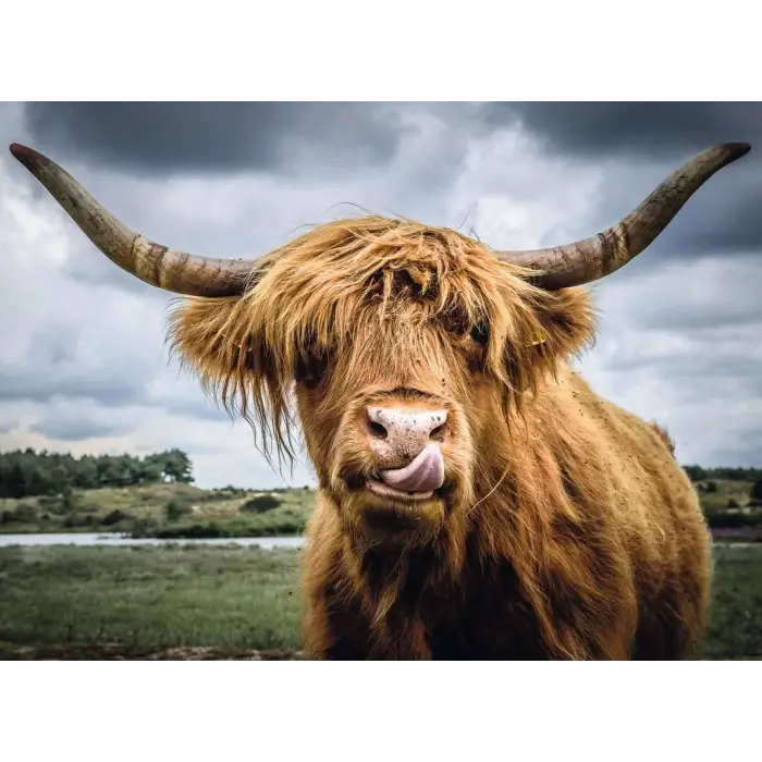 132737 300 Parçalı Puzzle Highland Cattle