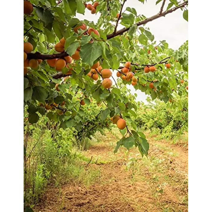 20 ml kayısı çekirdeği yağı