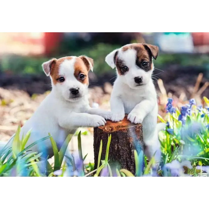 2x12p Yavru Köpekler Çocuk Puzzle