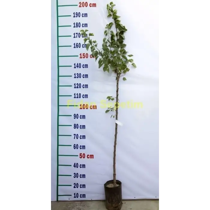3 Yaş Aşılı Roxana Kayısısı