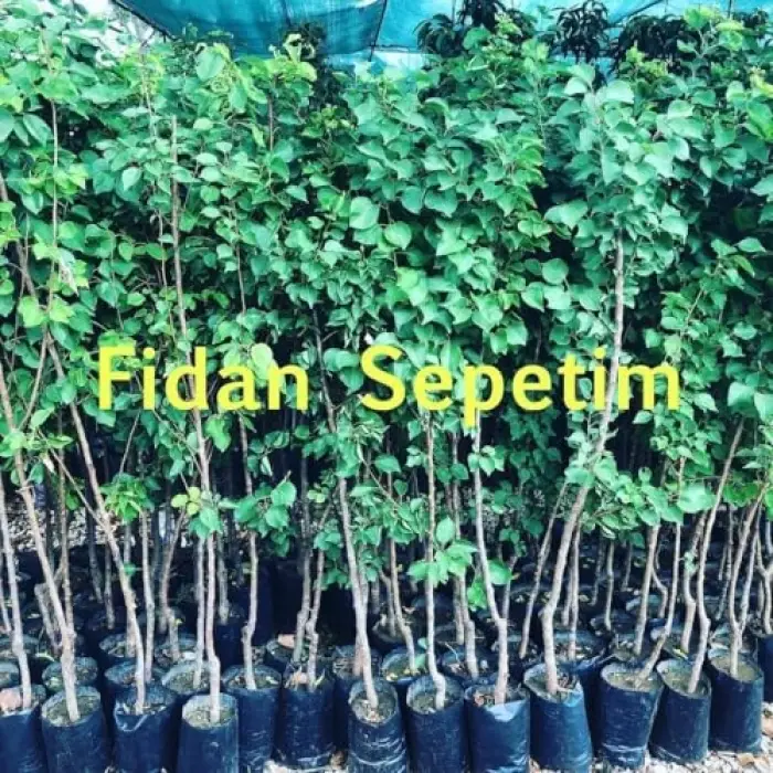 3 Yaş Aşılı Roxana Kayısısı