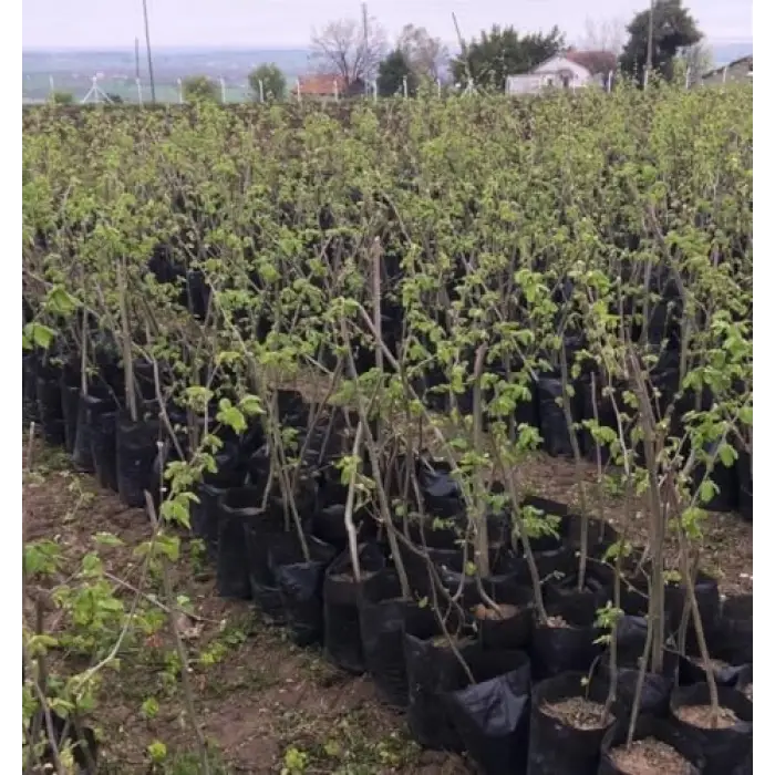 3 Yaş Çakıldak Fındık Fidanı