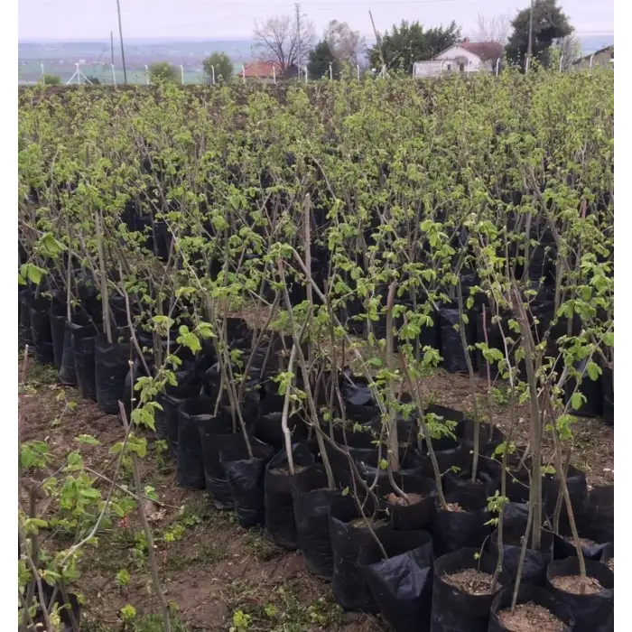 3 Yaş Çakıldak Fındık Fidanı