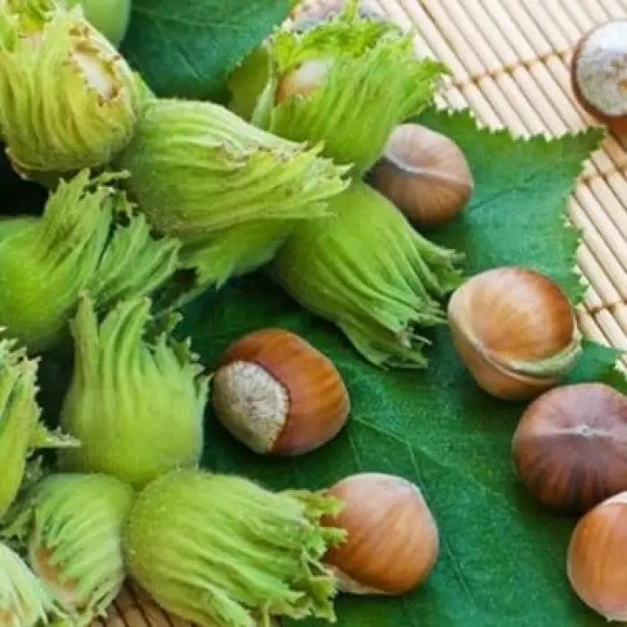3 Yaş Çakıldak Fındık Fidanı