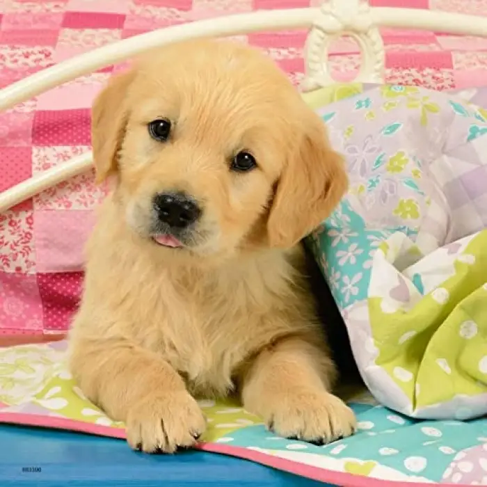 3x49 Parça Puzzle Puppies Renkli 3+