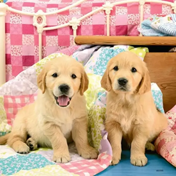 3x49 Parça Puzzle Puppies Renkli 3+