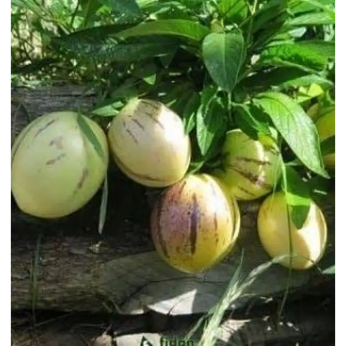 4 Adet Pepino Fidanı, Torbada Dallı