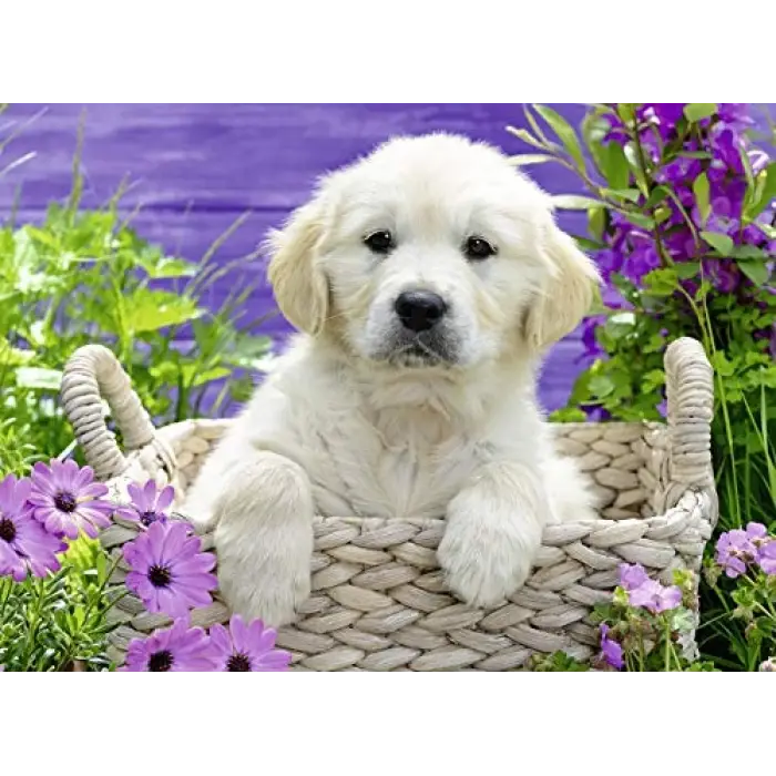 500 Parça Golden Retriever Yapboz