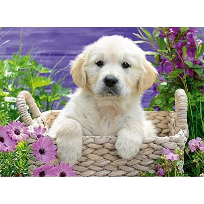 500 Parça Golden Retriever Yapboz