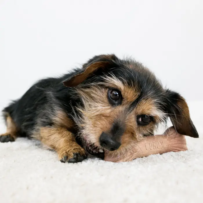 Ağaç Dalı Şeklinde Köpek Oyuncağı, Medium