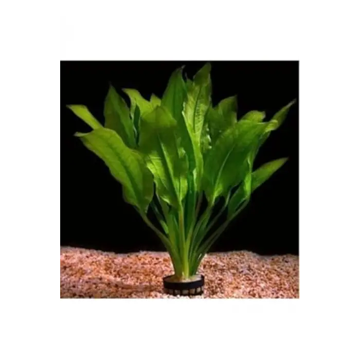 Akvaryum Bitkileri Echinodorus Amazonicus b043 Saksılı Canlı Bitki