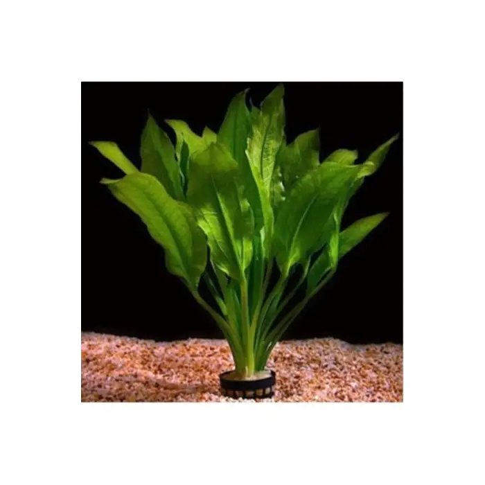 Akvaryum Bitkileri Echinodorus Amazonicus b043 Saksılı Canlı Bitki