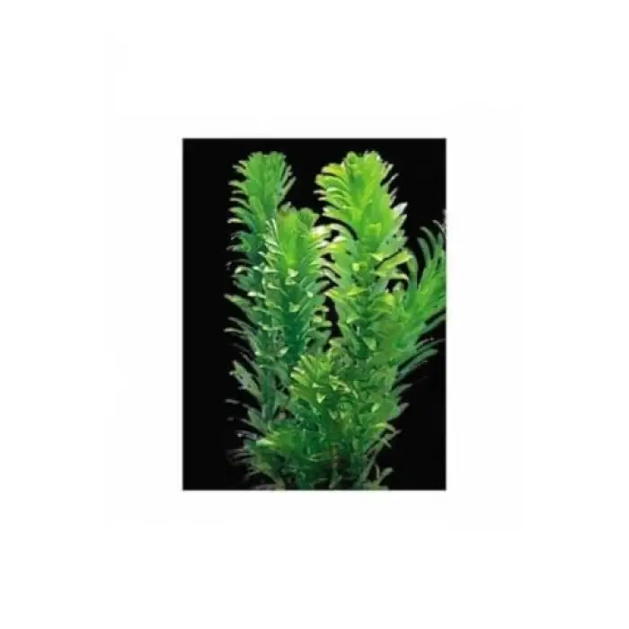 Akvaryum Bitkisi Elodea Densa, 5 Dal, Dev Boy, Xxl, Yeşil