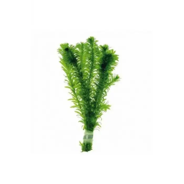 Akvaryum Bitkisi Elodea Densa, 5 Dal, Dev Boy, Xxl, Yeşil